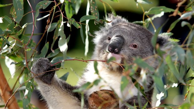 Future generations may never see a koala in the wild.