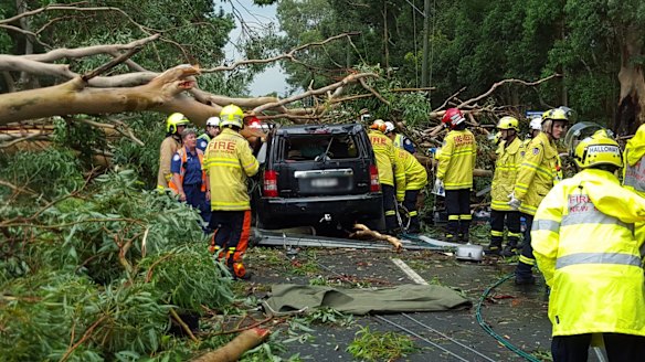A man died when a falling tree crushed a car at Emu Plains.