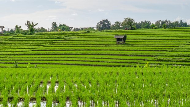 Verdant rice field, Canggu, Bali.