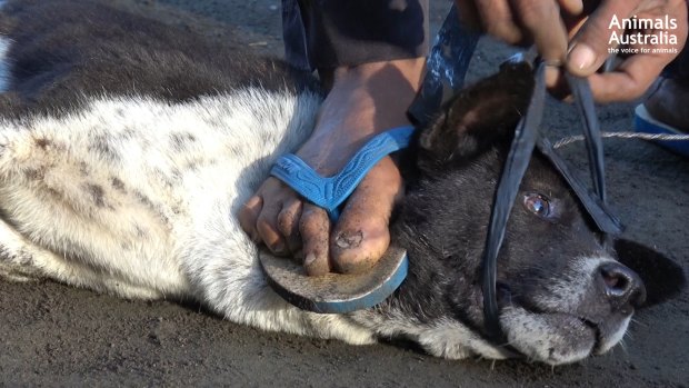 A hunter steps on a dog's throat.