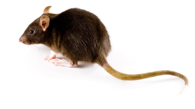 Brisbane CIty Council denies the city is in the grips of a rat infestation.