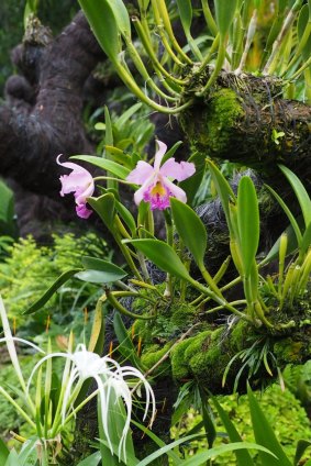 Orchids flourish on concrete 'trees' in Singapore.