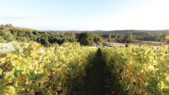 Autumn in the vineyards at Apogee in Lebrina, Tasmania.