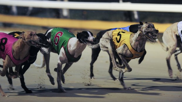 Greyhound racing will be banned in the ACT from June 30 2018.