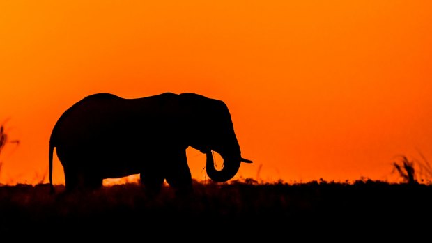 A bull elephant feeds at sunset.