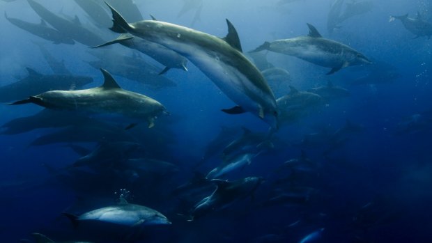 Blue Planet II Live in Concert brings the television show to the stage.