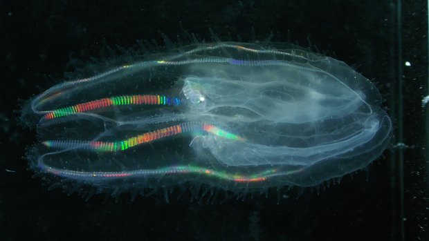 Leucothea filmersankeyi jellyfish.