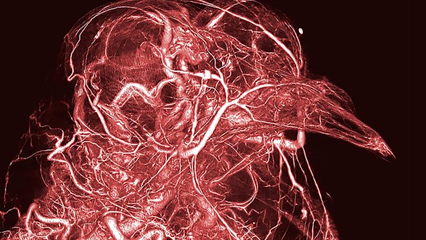 Scott Echols' <i>Microvasculature of a Pigeon Head</I>, 2017.