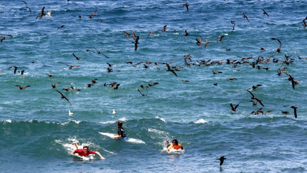 Surfers find themselves in the midst of a feeding frenzy during the junior heats of the Surfest's Indigenous Classic in Newcastle.