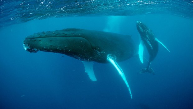 Whispering giants: A humpback mother and calf. 