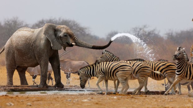 There's nothing like seeing wild elephants play at a waterhole. 