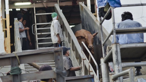 Cattle from Darwin come off the ship at the port of Tanjung Priok in Jakarta.