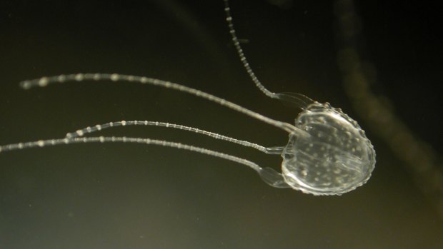 Irukandji jellyfish have been blamed for a cluster of stings on Fraser Island.