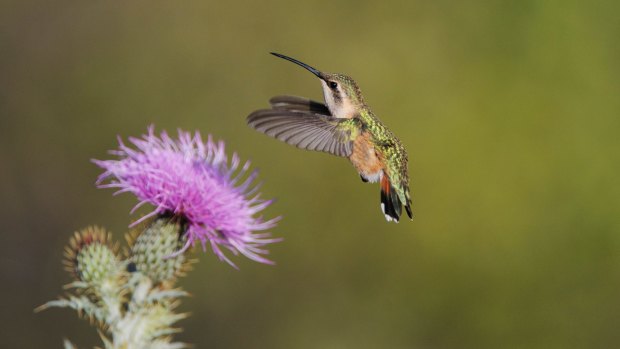 A Lucifer hummingbird feeding on Texas thistle, Chisos Mountains.