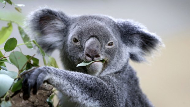 Koalas are among the vulnerable species that might benefit from more private sector involvement in conservation, researchers say.