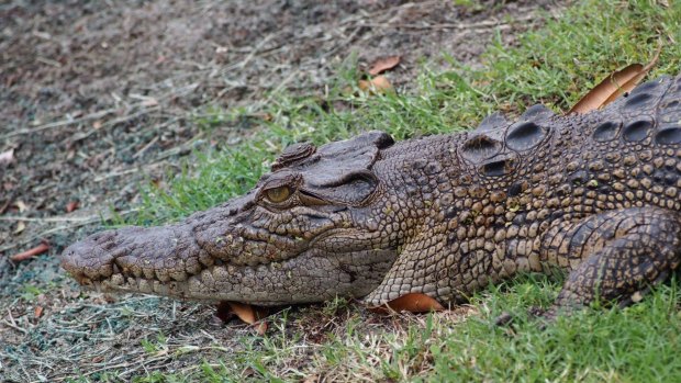 A number of croc sightings in recent weeks force cancellation of the swimming event.
