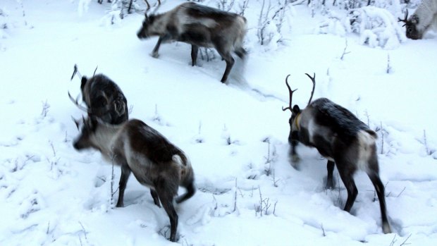 Arctic reindeer are dying in their thousands, unable to adapt to the changing weather patterns.