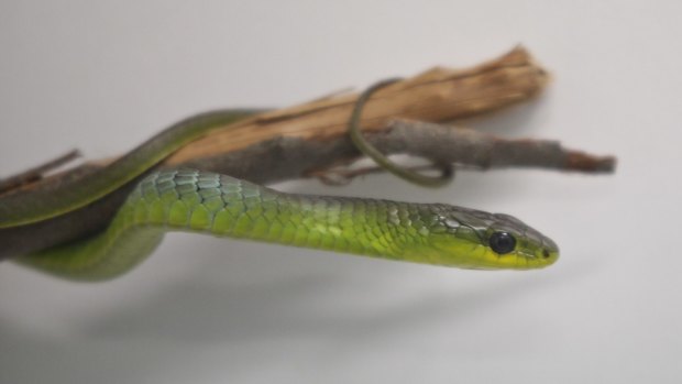 A woman was bitten by a wild green tree snake at Australia Zoo on Monday.