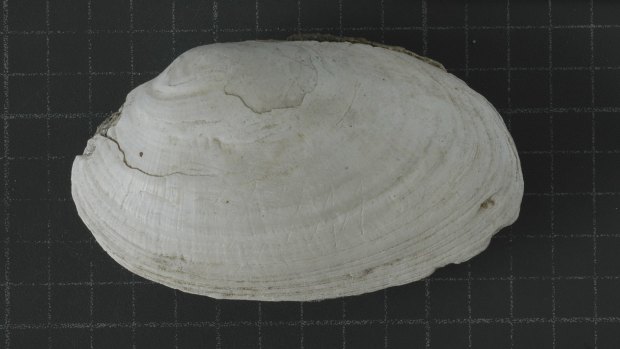 The fossil Pseudodon shell with the engraving made by Homo erectus at Trinil, Indonesia.  