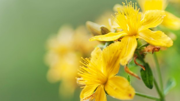 St John's Wort is a flowering plant which some studies have shown to be effective in the treatment of mild to moderate depression.