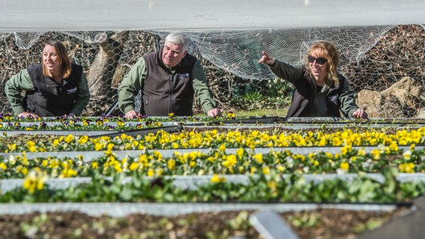 Flower beds for the 2016 Floriade are being grown off-site at the Yarralumla nursery for later drop in at Commonwealth Park. Yarralumla nursery horticulturalists (from left) Natasha Daniel and Farley Haywar at work on the annuals.