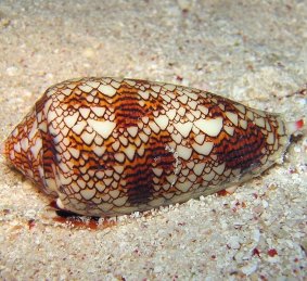 A venonmous cone snail.