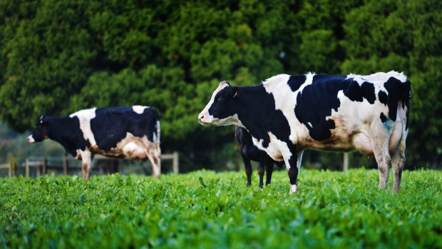 Grim outlook: Rabobank has forecast Australia's dairy output to decline as much as 7 per cent.