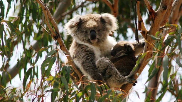 Spot a Koala on a walk.