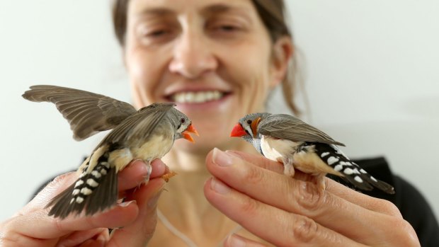 Dr Mylene Mariette with a zebra finch pair she is studying as part of her research into the bird's shared parenting habits. 