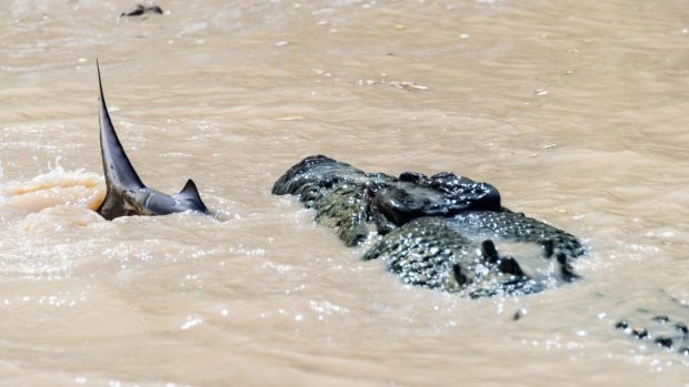 Brutus drags the bull shark under the water.