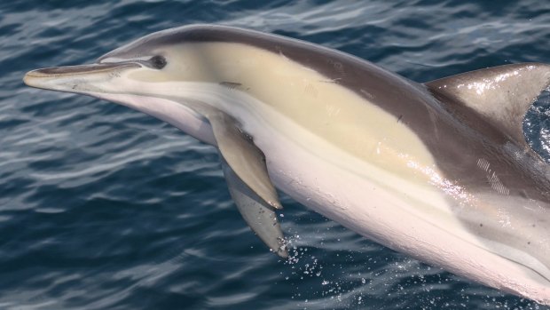 The the unique tricolours of a shortbeaked
common dolphin.