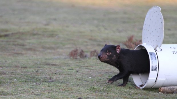 Watch out for cars: An immunised devil is released at Narawntapu National Park, in Tasmania.