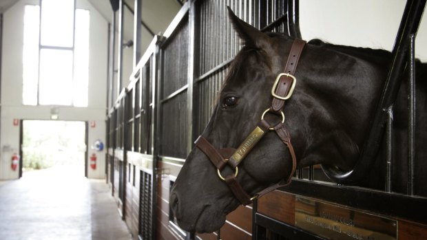 Still winning: Lonhro's progeny continue to win races all over the world.