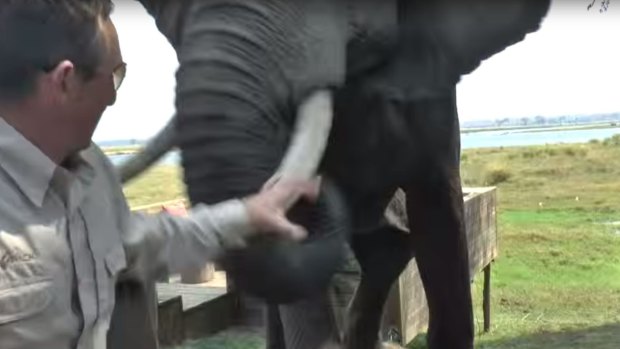 Elephant attacks lunch party at Mana Pools National Park Zimbabwe, September 2015