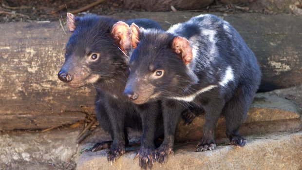 Residents of the Tasmanian Devil Unzoo.