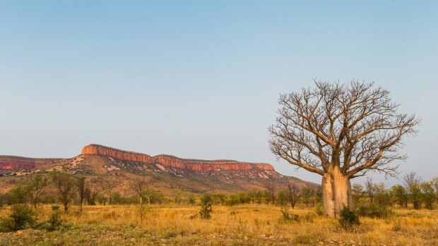A boab tree at Cockburn Range, Western Australia.