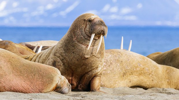 Walruses hauled ashore on the Poolepynten peninsula on Prins Karls Forland island in the Svalbard archipelago. 