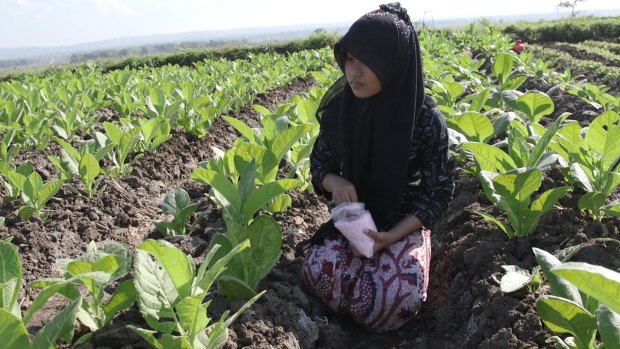 Toxic: A 12-year-old applies fertiliser by hand to tobacco plants near Sampang, East Java. 