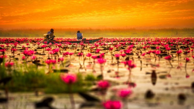 Sea of red lotus at sunrise in Udon Thani,Thailand. 