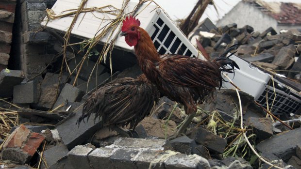 Chickens amid the debris of houses destroyed by the tornado.