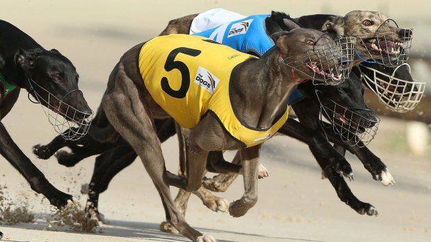Premier Mike Baird has announced the end of greyhound racing in NSW from July 1, 2017.