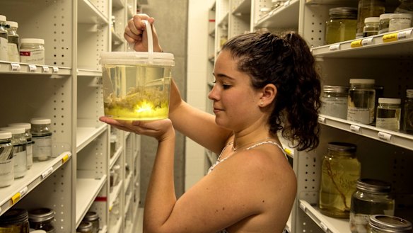 Claire Rowe, a marine biologist at the Australian Museum, is researching the spread of upside-down jellyfish in NSW waters. 