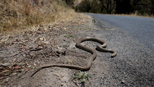 Anglers need to be on alert for snakes.