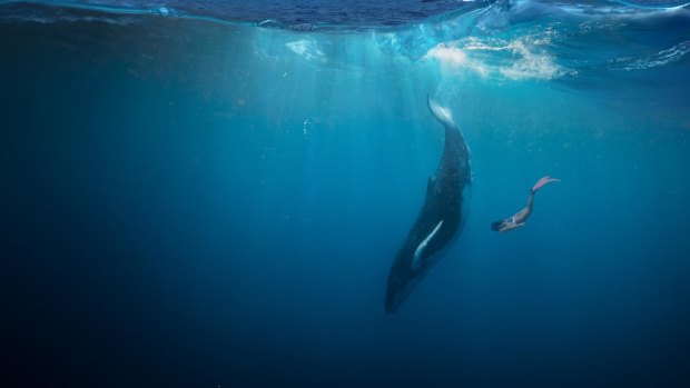 Humpback Whale, Tonga.