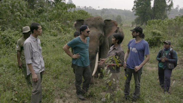 Leonardo DiCaprio with Farwiza Farhan and Rudi Putra in the Leuser Ecosystem, Indonesia.