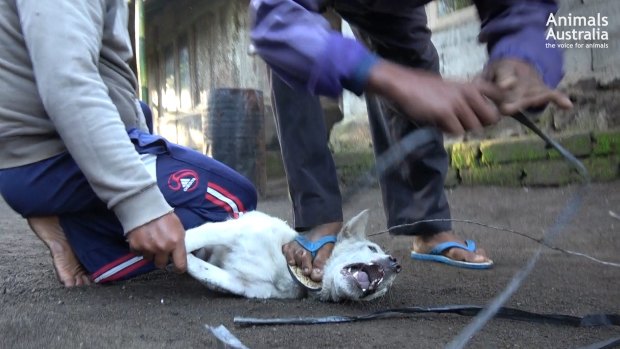 A dog screams as it's captured.