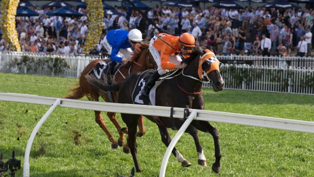 Spring in his step: Ace High takes out the Gloaming Stakes and will look to add the Spring Champion Stakes to his haul at Randwick on Saturday.