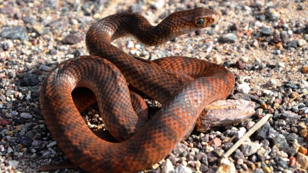 Brown snakes can be myriad colours.
