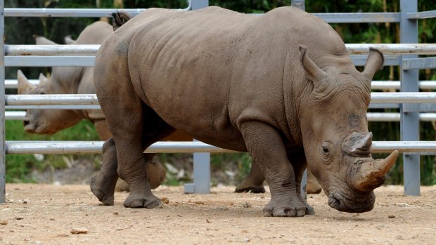 File photo: Kei the white rhinoceros arrrived at Mogo Zoo in 2015. 