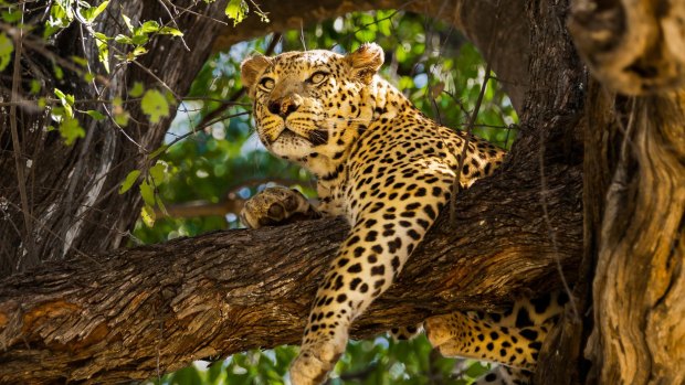 A leopard keeps an eye on proceedings.